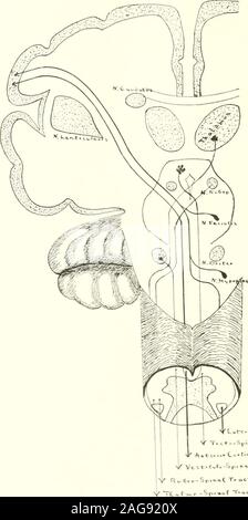 . Un atlante della diagnosi differenziale delle malattie del sistema nervoso (con un fisiologico introduzione); analitico e neurologici semeiological grafici. 261 ?|1. Sir T. c•^o.Sp;^"."T,..ct- Fig. 34 motori lunghi tratti di proiezione per le lesioni che coinvolgono tali tratti vedere in Fig. 26 262 Foto Stock