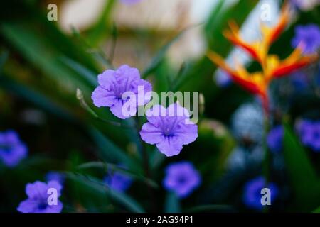 Closeup di bellissimi fiori con petali viola su uno sfondo sfocato Foto Stock