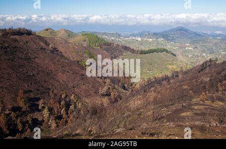 Gran Canaria, Dicembre, vista su area bruciata in wildfire quattro mesi fa Foto Stock