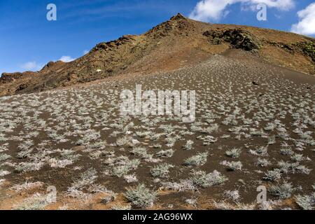 Grigio (Matplant Tiquilia nesiotica) crescente sul lato del vulcano di un cono di scorie sull isola di Bartolome nelle isole Galapagos, Ecuador. Foto Stock