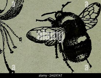 . L'entomologo di registrare e ufficiale di variazione. iW ^ entomologi Aiqp RECORD UFFICIALE DI VARIAZIONE a cura di J. ^V. TUTT, F.E.S. Assistito da T. BEAEE HUDSON, b.sc, f.e.s., f.r.s.e.M. BURR, B.A.jF.z.s., F.L.S., F.E.S. T. A. CHAPMAN, M.D., r.z.s., f.k.s.Jas. E. COLLIN, F.E.S. H. S. J.K.LONDON f.z.r. f.e.s. AFmL mil, 1906. Foto Stock