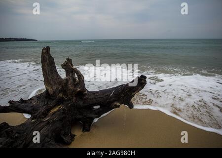 Primo piano di un enorme pezzo di legno sul sabbia al bordo dell'oceano Foto Stock