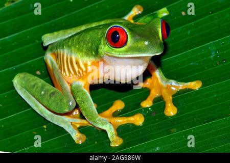 Occhi rossi raganella, Agalichnis callidryas,versante pacifico varietà vicino Dominical, Costa Rica, Foto Stock