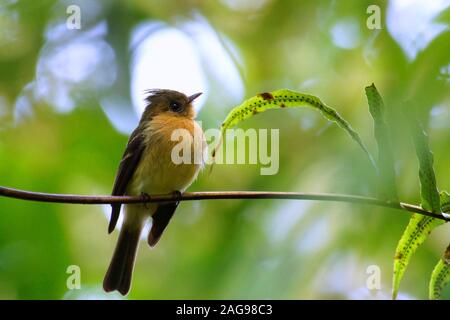 Flycatcher giallastro, Empidonax flavescens Foto Stock