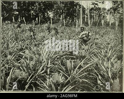 . Recensione di recensioni e mondo del lavoro. s il nuovo-angoli in PortoRico farebbe bene a guardare i propri interestsin che isola prestando attenzione alla Sevilleorange, che pure è indigeno del suolo PortoRicaii. Le caratteristiche agricole della Giamaica e non possono essere smaltite senza il dovuto riferimento all'partplayed dalla mongoose. Alcuni anni fa, thecane-campi divenne infestata da serpenti e ratsto una misura tale che le misure drastiche dovuto beemployed al fine di liberare il paese delle pesti.it è stato deciso che la mangusta farebbe thework, e di conseguenza la mangusta è stata im-porting. Il numero ANI Foto Stock