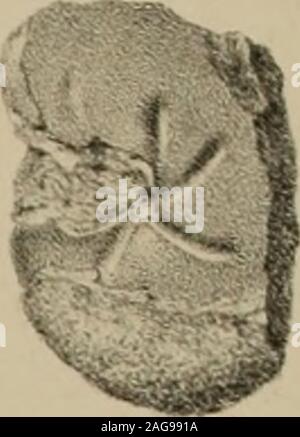 . Die Versteinerungen des rheinischen Schichtensystems in Nassau. Mit einer kurzgefassten Geognosie dieses Gebietes und mit Berücksichtigung steter analoger Schichten anderer Lander. Foto Stock