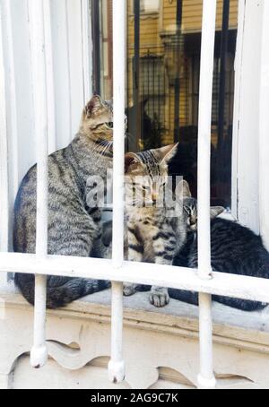 Il livello degli occhi ritratto di un tabby madre gatto e due bambini all'interno di una nicchia della finestra all'esterno, dietro bianco barre di ferro. Foto Stock