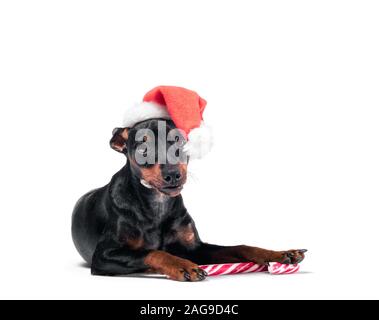 Giovani pinscher miniatura puppy in un rosso cappello di Natale con la caramella isolati su sfondo bianco Foto Stock