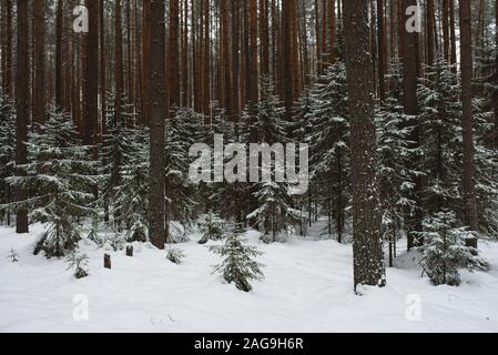 In inverno il paesaggio della foresta. Gruppi di abeti sono coperti con una sottile luce neve. Foto Stock