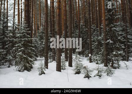 In inverno il paesaggio della foresta. Gruppi di abeti sono coperti con una sottile luce neve. Foto Stock