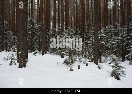 In inverno il paesaggio della foresta. Gruppi di abeti sono coperti con una sottile luce neve. Foto Stock