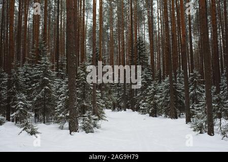 In inverno il paesaggio della foresta. Gruppi di abeti sono coperti con una sottile luce neve. Foto Stock