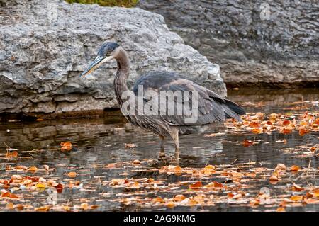 Airone blu in piedi in acqua coperta da foglie di autunno Foto Stock