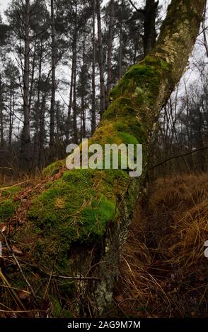 Coperte di muschio betulla accanto a un piccolo fosso in una zona paludosa Foto Stock