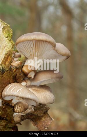 Pearl funghi Oyster crescente sullo stelo di un morto Birch Foto Stock