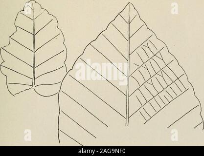 . La dedizione papers : documenti scientifici presentati per la dedicazione del laboratorio di costruzione e impianto di case, 19-21 Aprile, 1917. Trelease: QUERCUS-IAM.lieae 34 Brooklyn Botanic Garden memorie. Il volume I, piastra XVIII. Foto Stock