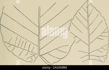 . La dedizione papers : documenti scientifici presentati per la dedicazione del laboratorio di costruzione e impianto di case, 19-21 Aprile, 1917. Trelease: QUERCUS - Distinctae Brooklyn Botanic Garden memorie. Il volume I, piastra XVII.. Foto Stock