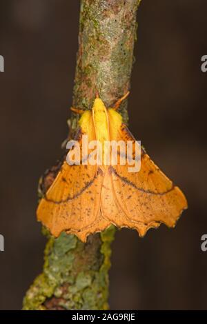 Canarie-spallamento Thorn Tarma (Ennomos alniaria) in appoggio sul ramoscello, Galles, Agosto Foto Stock