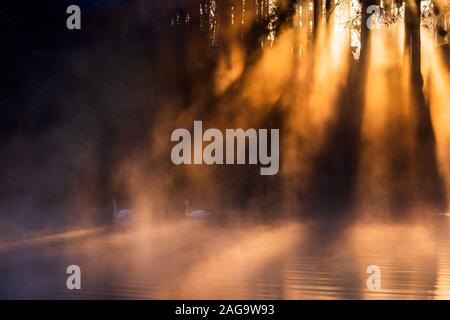 Sun rise a Pang-ung, pineta in Thailandia Foto Stock