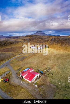 Allevamento di pecore, Nordurardalur valley, Borgarfjordur, Western Islanda Foto Stock