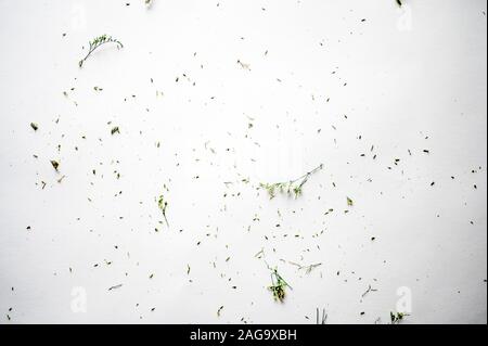 Immagine di una superficie bianca con pezzi di ramoscello rotti su di esso Foto Stock