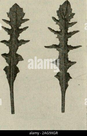 . La dedizione papers : documenti scientifici presentati per la dedicazione del laboratorio di costruzione e impianto di case, 19-21 Aprile, 1917. (171) (72) Ftg. I.-heteris. (183) (184) Fig. 2.-rhomboidea.. Foto Stock