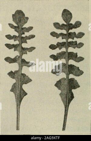 . La dedizione papers : documenti scientifici presentati per la dedicazione del laboratorio di costruzione e impianto di case, 19-21 Aprile, 1917. (171) (72) Ftg. I.-heteris. (183) (184) Fig. 2.-rhomboidea. Foto Stock