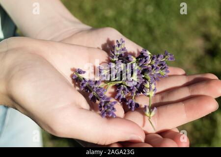 Primo piano di una persona che tiene fiori di lavanda viola inglese nel palmo su sfondo sfocato Foto Stock