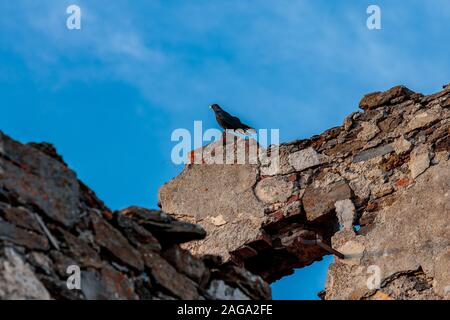 Scatto ad angolo basso di un bellissimo uccello truccato alpino seduto n una pietra sotto il cielo Foto Stock