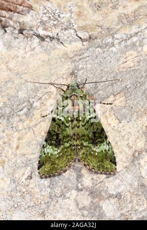 Archi verde tignola (Anaplectoides prasina) appoggiato sul tronco di albero, Galles, Giugno Foto Stock