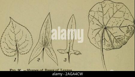 . Fondamenti di botanica. Fig. 89. -Punte delle foglie. a, acuminate o taper-sottolineato; b acuta ; c, ottusi ; d, truncate ; e, retuse ; /,emarginate o dentellate ; g (fine foglio illustrativo), obcordate ; h, cuspidata, -l'pointsharp e rigida; io, mucronate,-il punto semplicemente un prolungamento del controfiletto. 132 basi di botanica. Fig. 90. - Le forme di basi di foglie. 1, a forma di cuore (in maniera non simmetrica); 2 a forma di freccia ; 3, alabarda-sagomato. Fig. 91. -Peltate ofTropaeolum foglia. Foto Stock