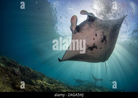 Foto in primo piano di un pesce Manta Ray che pende sott'acqua a Nusa Penida, Bali Foto Stock