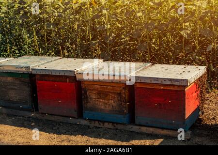 Alveari in campo di girasoli con molte api di volare intorno e raccogliere il polline da colture in fiore Foto Stock