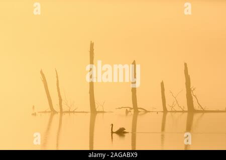 Cigno nuotare nella luce del mattino Foto Stock