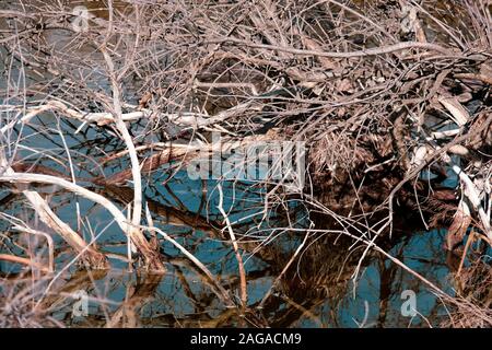 Abstract scena con rami secchi su un lago. Colori vivaci e di inquadratura orizzontale Foto Stock