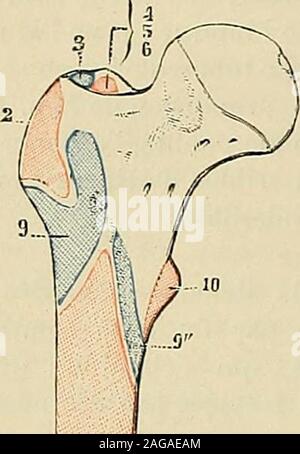 . Traité d'anatomie humaine : anatomie descrittivo, histologie, développement. CD. Fig. 2o6. La figura schématique montrant larchitecture delextrémité supérieure du iemur (daprèsMeyer). 1, tôle du fémur. - 2, col. - 3, grand Irochantcr.4, diapkyse. - 5, canal médullaire. 30Io OSTEOLOGIE sur lépiphyse supérieure quon peut suivre nettement cette disparition progressivedu tissu spongieux, entraînant comme conséquence lagrandissement du canalmédullaire. Su un observé des fémurs de vieillards dont le col, entièrement envahi. Foto Stock