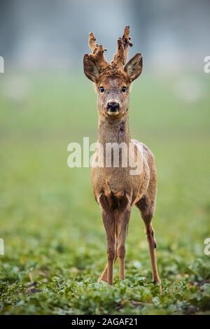 Il capriolo Capreolus capreolus, buck con grandi corna di cervo coperta in velluto. Foto Stock