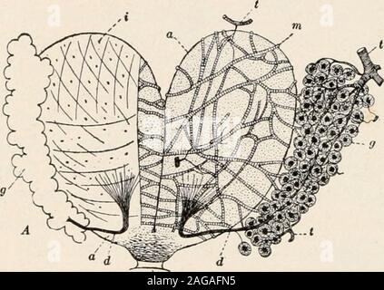 . Le formiche; la loro struttura, di sviluppo e di comportamento. c, piuttosto con pareti sottili composto da cellule polygonalgland avvolto da delicati muscoli e trachee. Diversi authorshave considerata la sua piuttosto spesse, secrezione giallastra come un lubrificante peril parti di Sting, ma Janet ha mostrato che tale lubrificante è necessario. Inoltre, thegland è spesso migliore devel-ciclomotore praticamente in stinglessants come Camponotinse.Altri hanno supposto chela secrezione è aggiunto come ingrediente anecessary thepoison a. Janet ritiene che l itis alcalino conjecturesthat e il suo uso principale è quello di neu-tralize qualsiasi del altamente Foto Stock