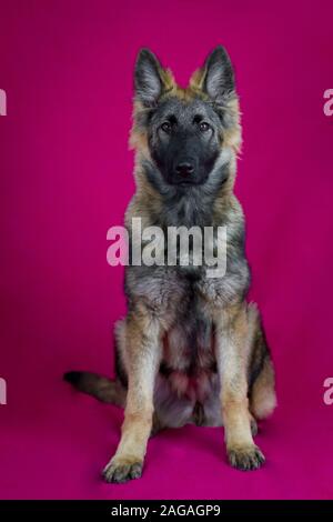 Ritratto di un giovane cane pastore tedesco a pelo lungo (cane alsaziano) in studio, con sfondo rosa scuro Foto Stock