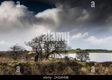 Nodose e ritorto piccoli alberi che crescono vicino Colliford lago a Bodmin Moor in Cornovaglia. Foto Stock