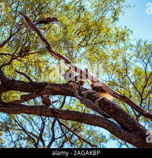 Basso angolo closeup colpo di uccelli seduta sull'albero In Australia Foto Stock