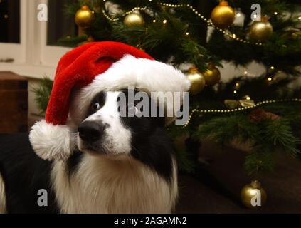 Border Collie cane che indossa un cappello da Babbo Natale per Natale Foto Stock