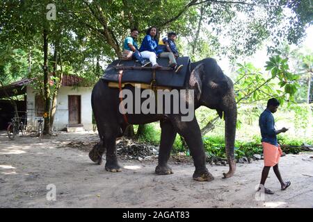 Corsa su elefante in Elephant Park Thekkady Foto Stock