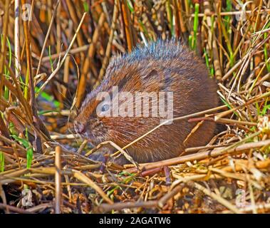 Acqua vole Arvicola Amphibius captive Foto Stock