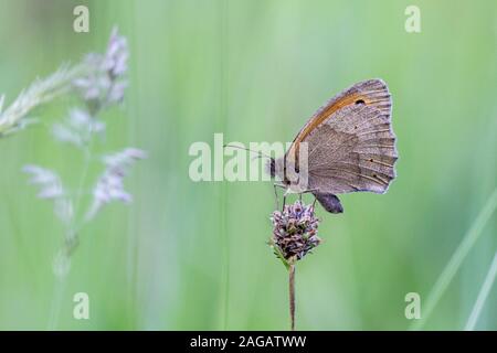 Prato farfalla marrone, Maniola jurtina, Dixton Embankment, Monmouthshire, Giugno Foto Stock