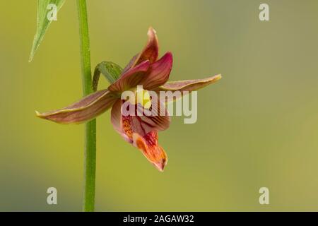 Giallo-arancio Orchid Garden, o gigante Helleborine, Bergonii gigantea, nella coltivazione Foto Stock