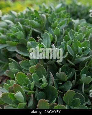 Orpine, Hylotelephium telephium, in un inizio di primavera tempo. Foto Stock