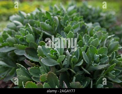 Orpine, Hylotelephium telephium, in un inizio di primavera tempo. Foto Stock