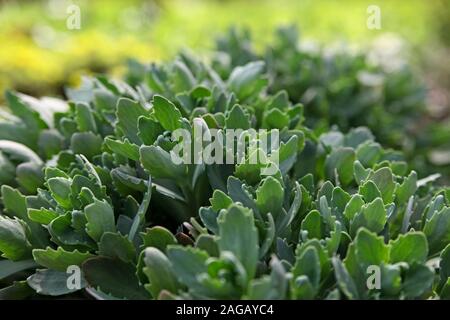 Orpine, Hylotelephium telephium, in un inizio di primavera tempo. Foto Stock