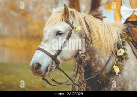 Primo piano di un matrimonio bianco vestito di cavallo in un foresta con uno sfondo sfocato Foto Stock